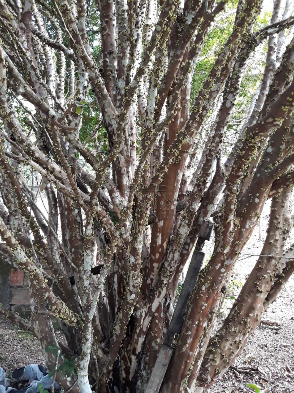 Foto 14 de Rural Chácara em Bairro dos Freitas, São José dos Campos - imagem 14