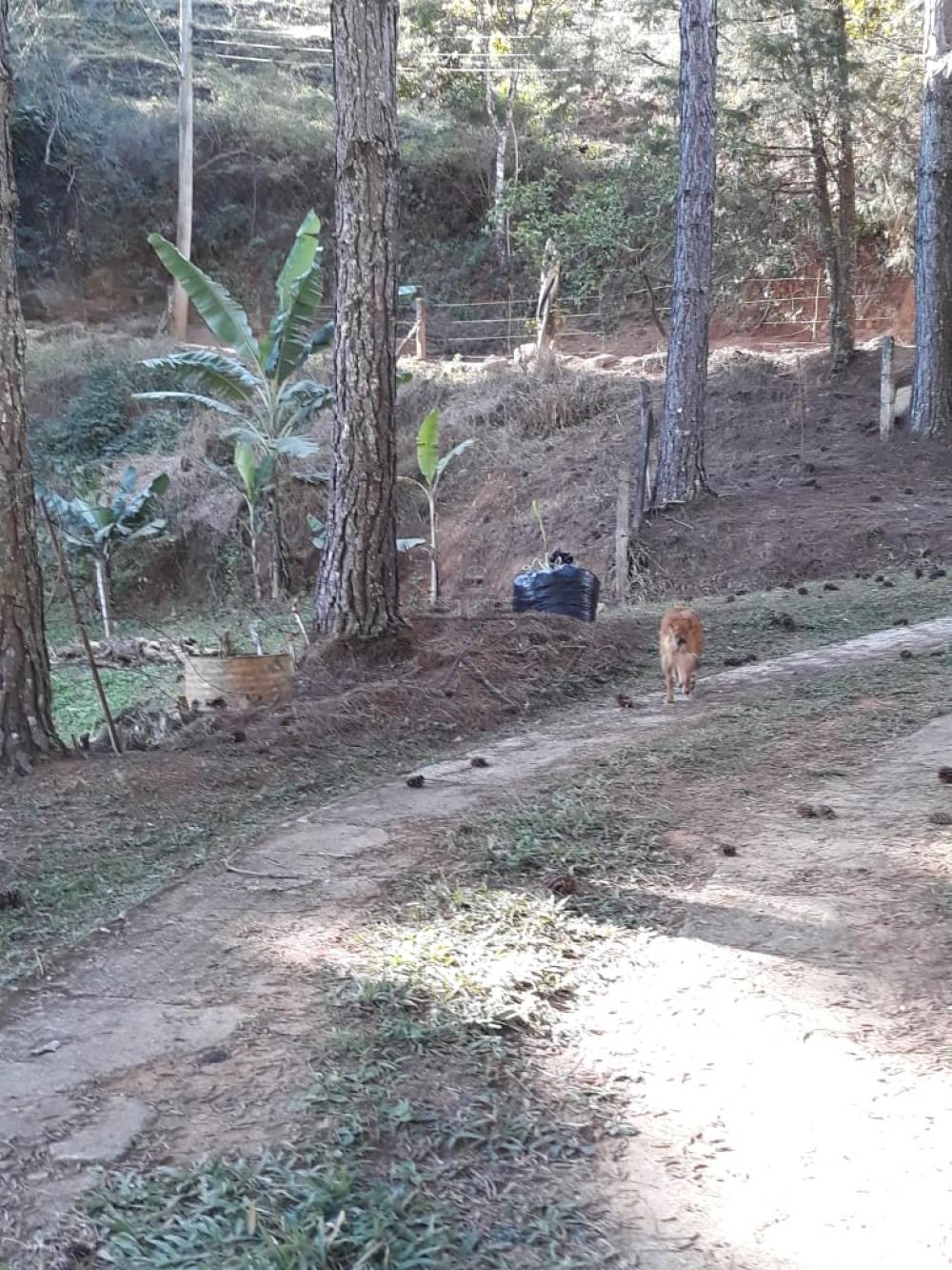 Foto 24 de Rural Chácara em Bairro dos Freitas, São José dos Campos - imagem 24