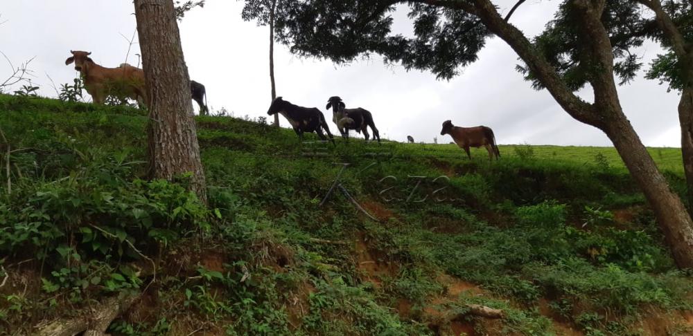 Foto 14 de Rural Fazenda em Jardim Alvorada, Jacareí - imagem 14
