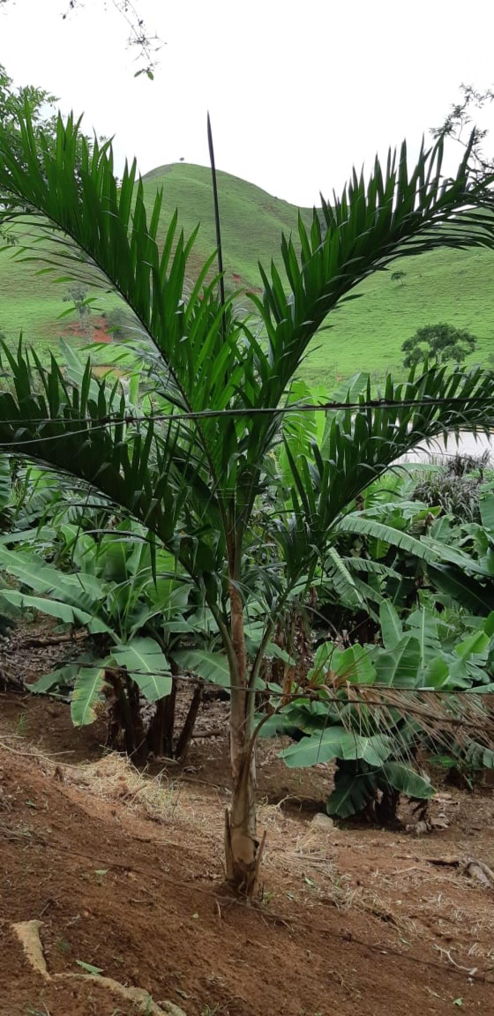 Foto 15 de Rural Fazenda em Jardim Alvorada, Jacareí - imagem 15