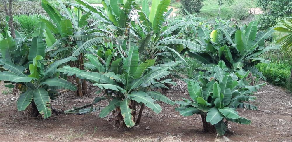 Foto 16 de Rural Fazenda em Jardim Alvorada, Jacareí - imagem 16