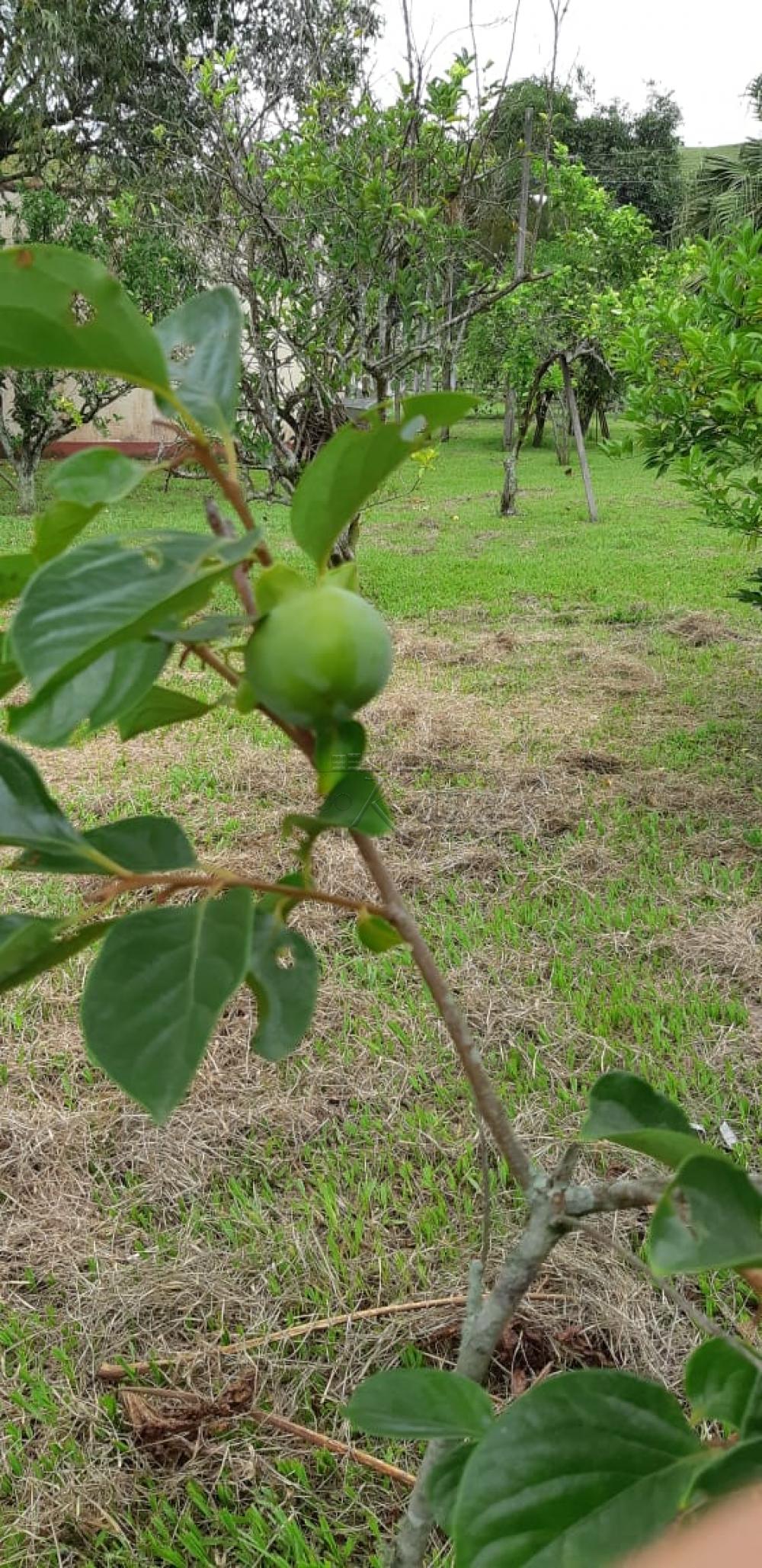 Foto 17 de Rural Fazenda em Jardim Alvorada, Jacareí - imagem 17