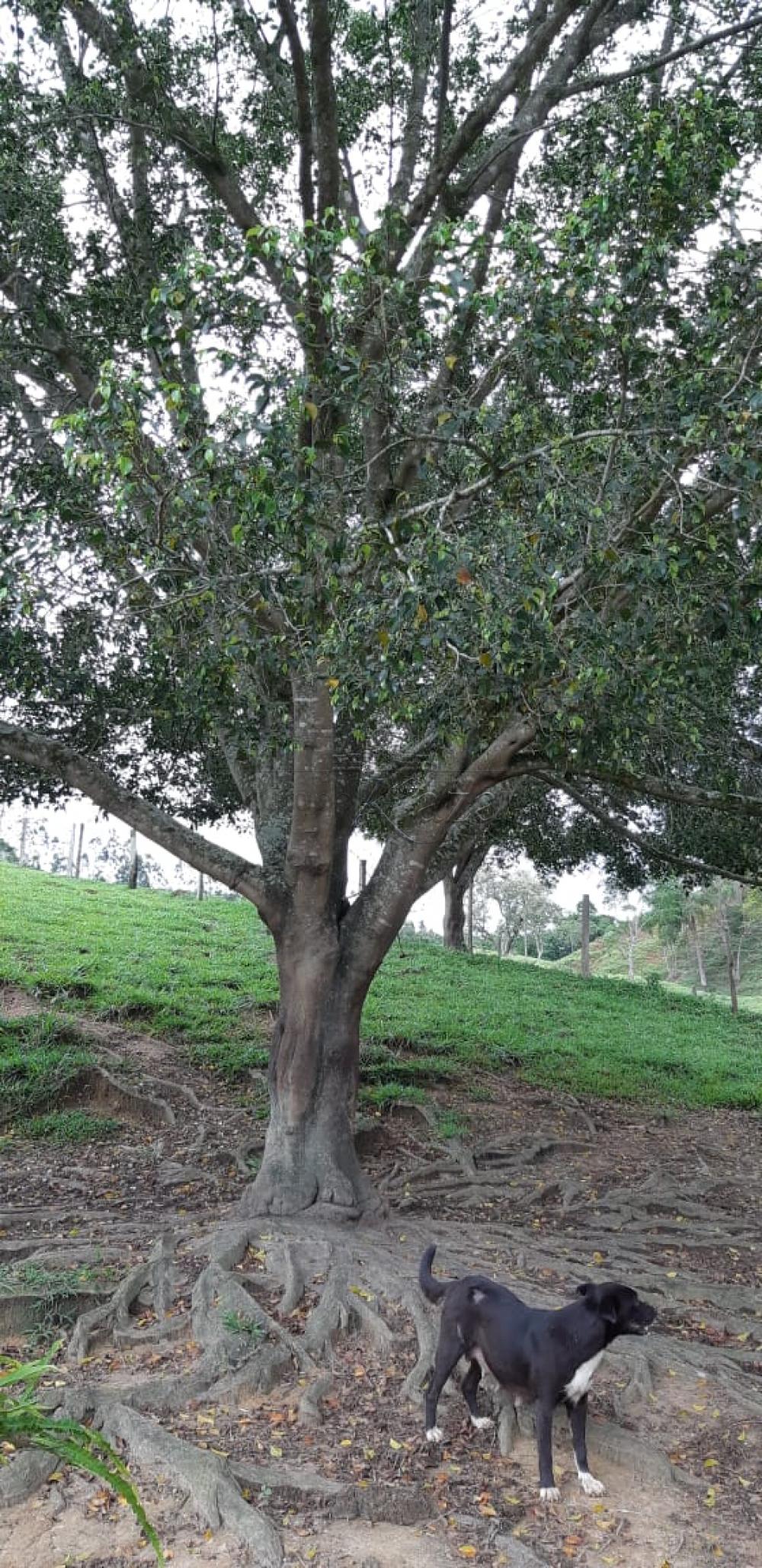 Foto 28 de Rural Fazenda em Jardim Alvorada, Jacareí - imagem 28