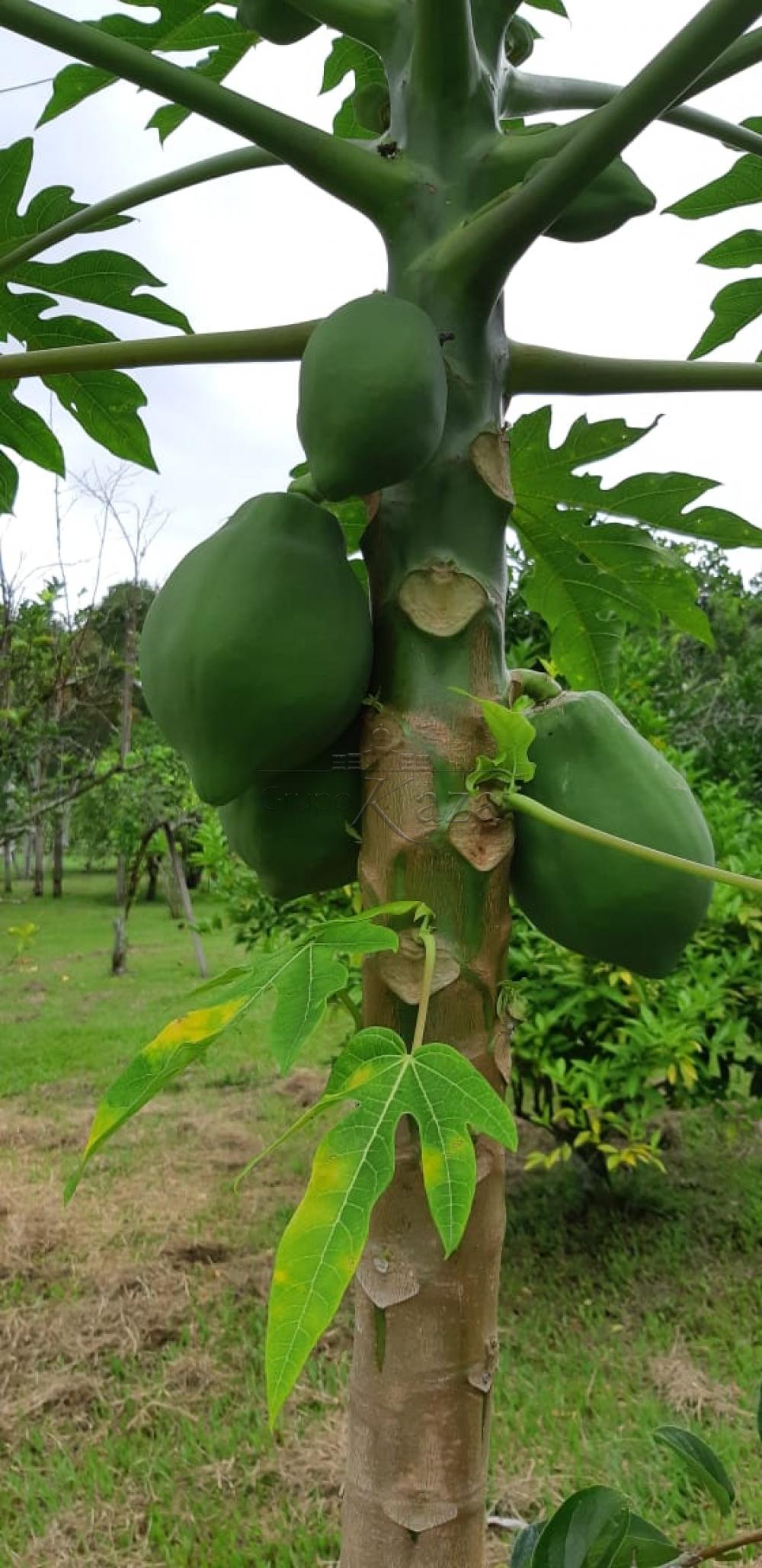 Foto 31 de Rural Fazenda em Jardim Alvorada, Jacareí - imagem 31