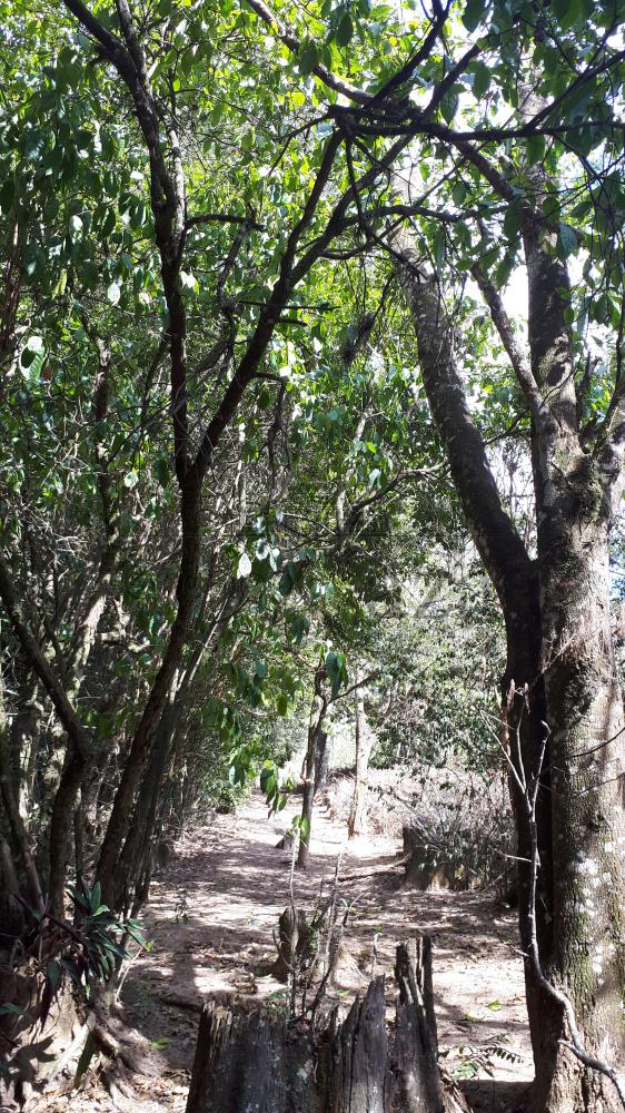 Foto 6 de Área Industrial em Putim, São José dos Campos - imagem 6