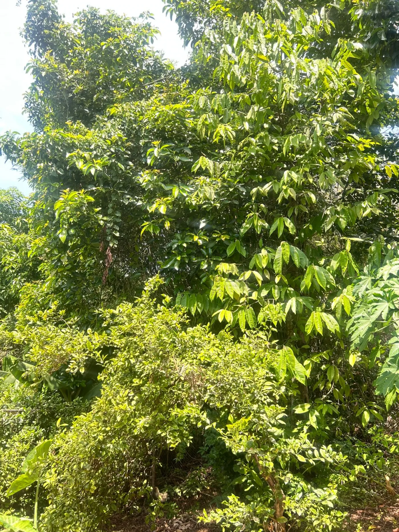 Foto 14 de Casa Térrea em Chácaras Reunidas, São José dos Campos - imagem 14