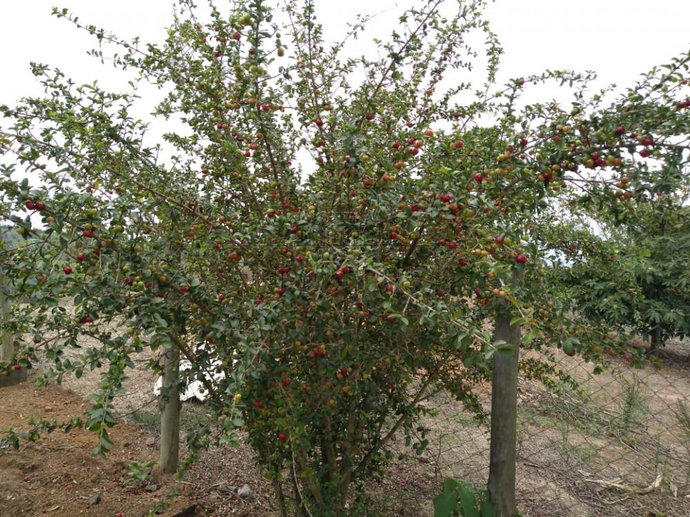 Foto 15 de Rural Chácara em Chácara Itapoã, Jacareí - imagem 15