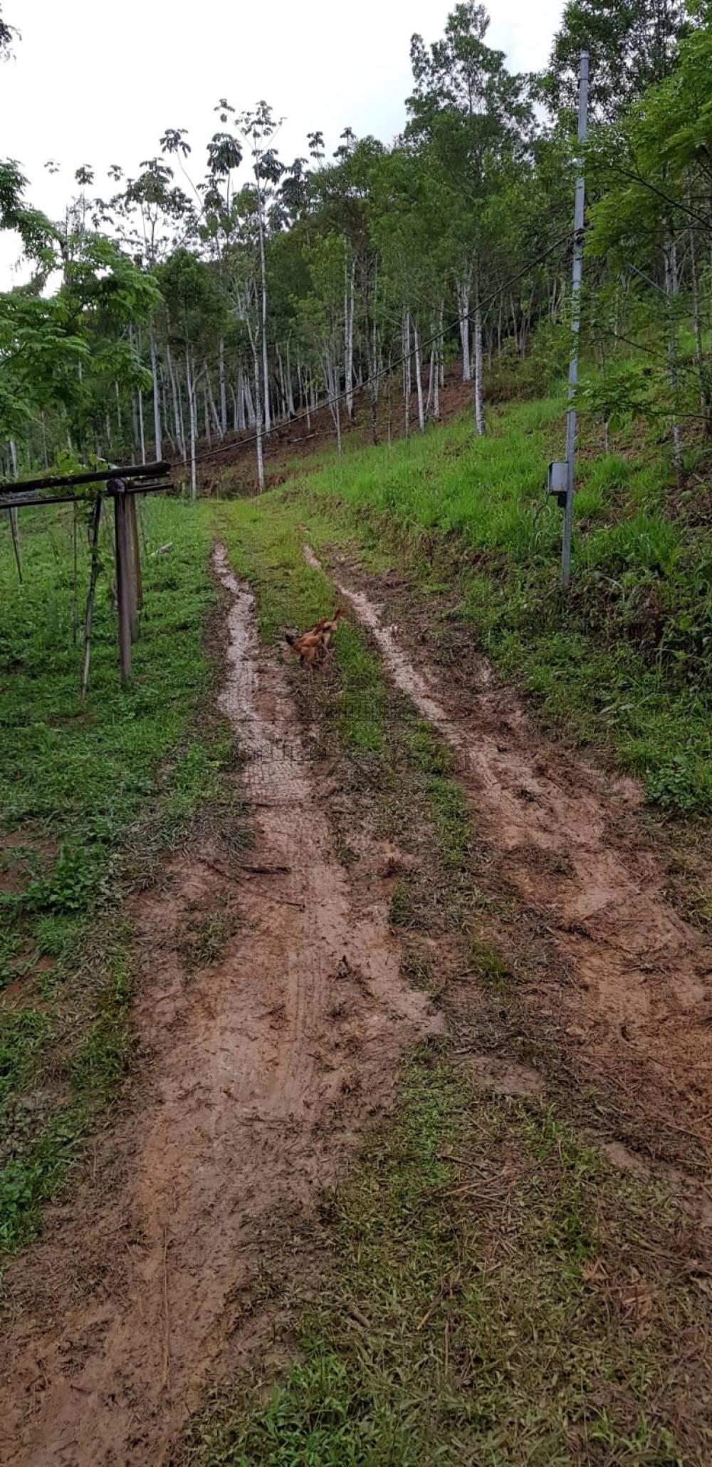Foto 6 de Rural Chácara em São Francisco Xavier, São José dos Campos - imagem 6