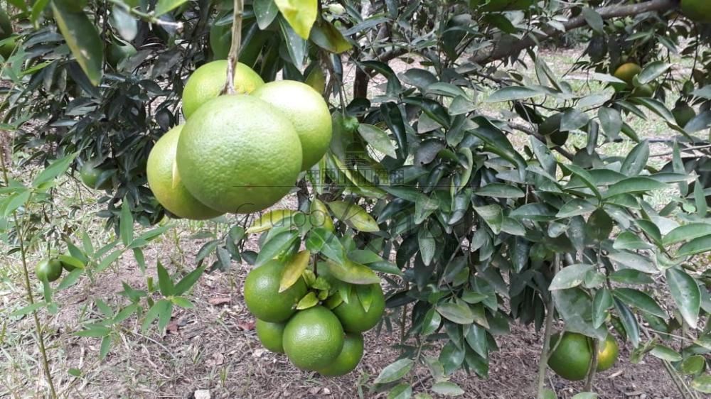 Foto 24 de Rural Chácara em Jardim Santa Hermínia, São José dos Campos - imagem 24