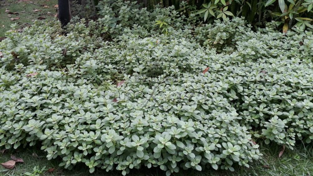 Foto 27 de Rural Chácara em Jardim Santa Hermínia, São José dos Campos - imagem 27