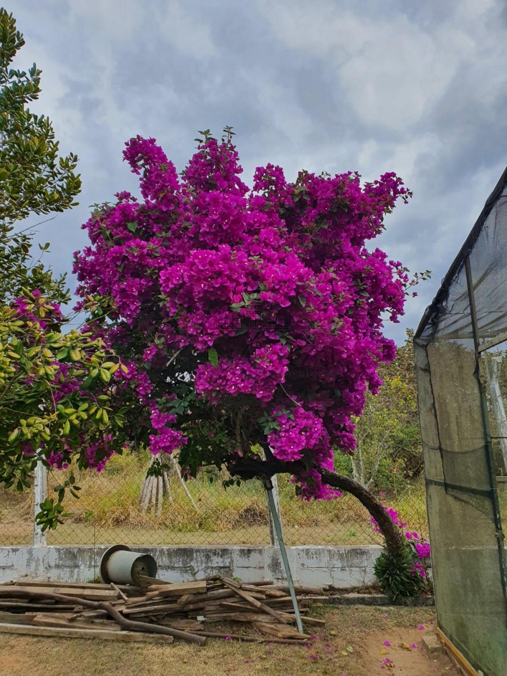 Foto 86 de Rural Chácara em Sítio Portal Vila Rica, Caçapava - imagem 86