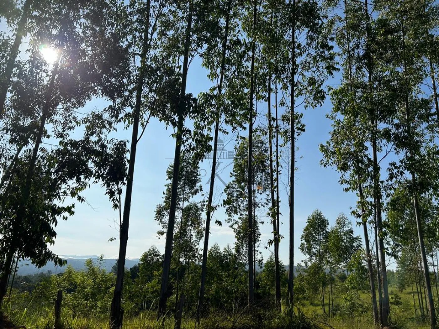Foto 7 de Rural sem benfeitorias Área sem benfeitorias em Sousas, Campinas - imagem 7
