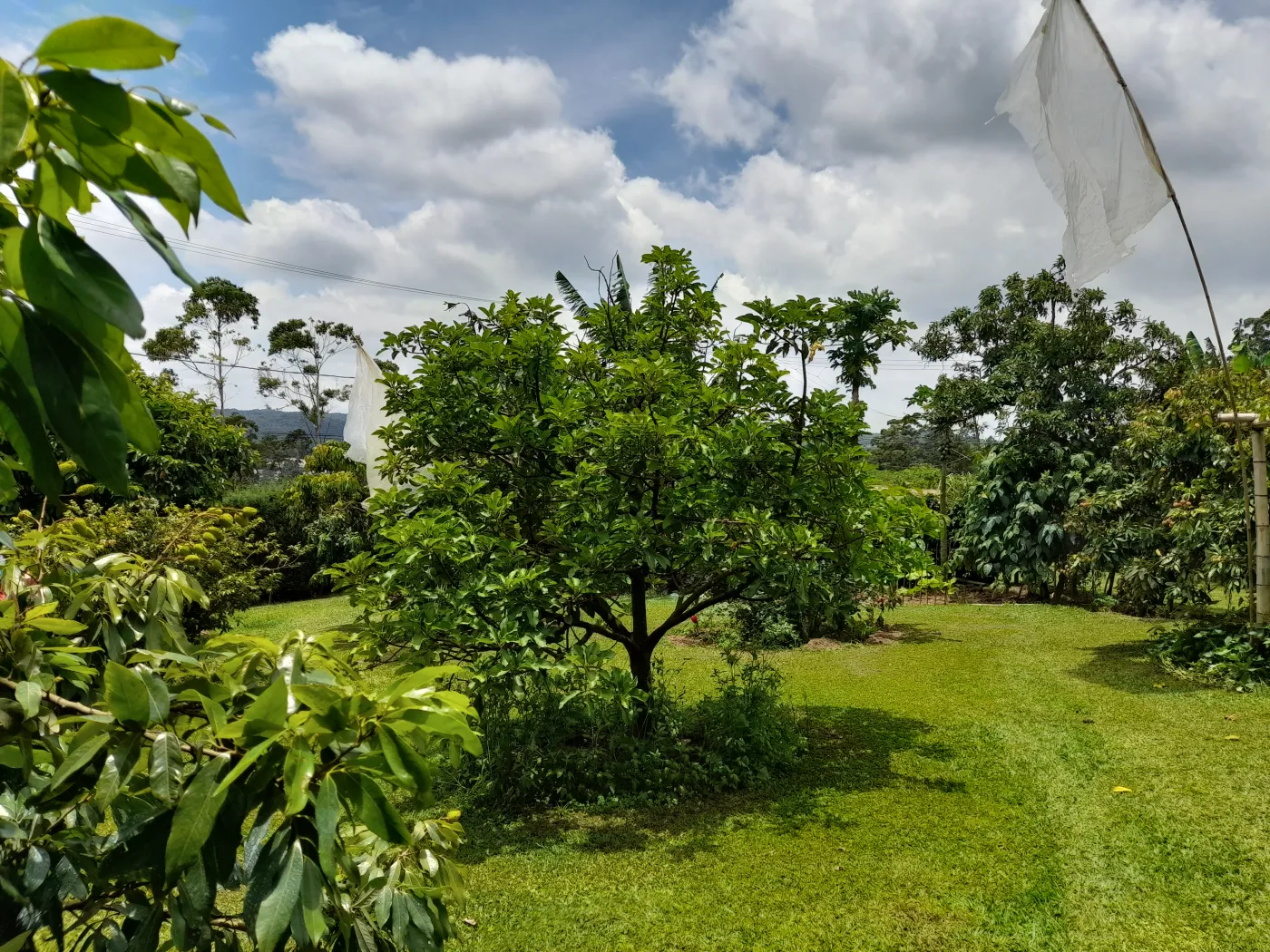 Foto 73 de Rural Sítio em Campininha, São Roque - imagem 73