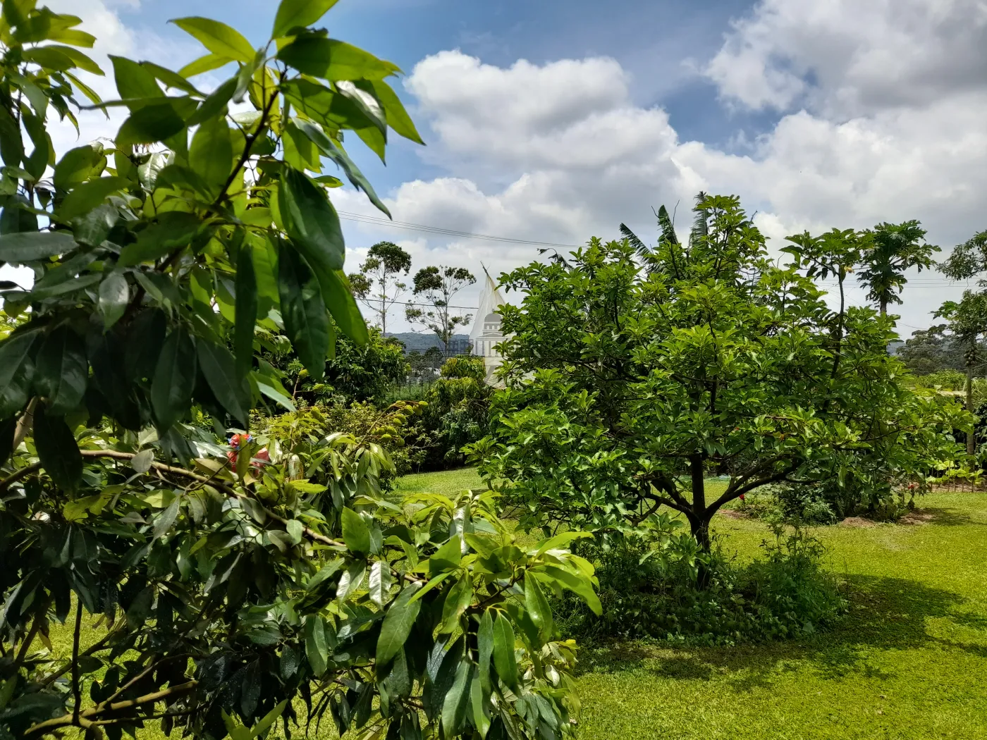 Foto 62 de Rural Sítio em Campininha, São Roque - imagem 62