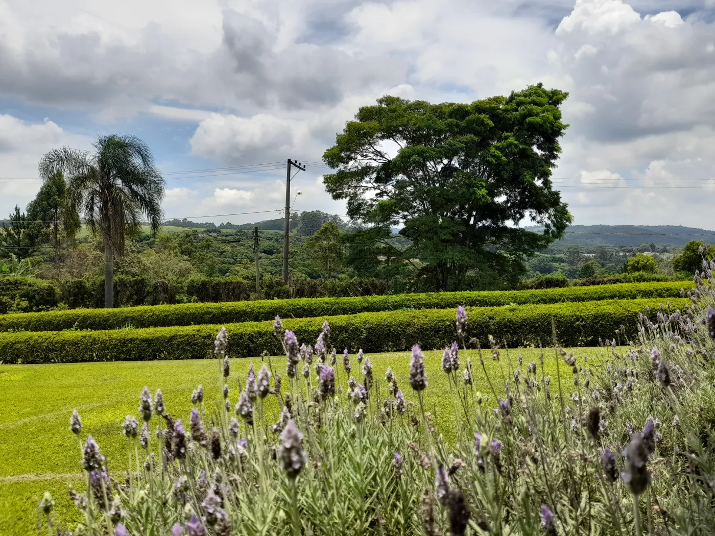 Foto 63 de Rural Sítio em Campininha, São Roque - imagem 63