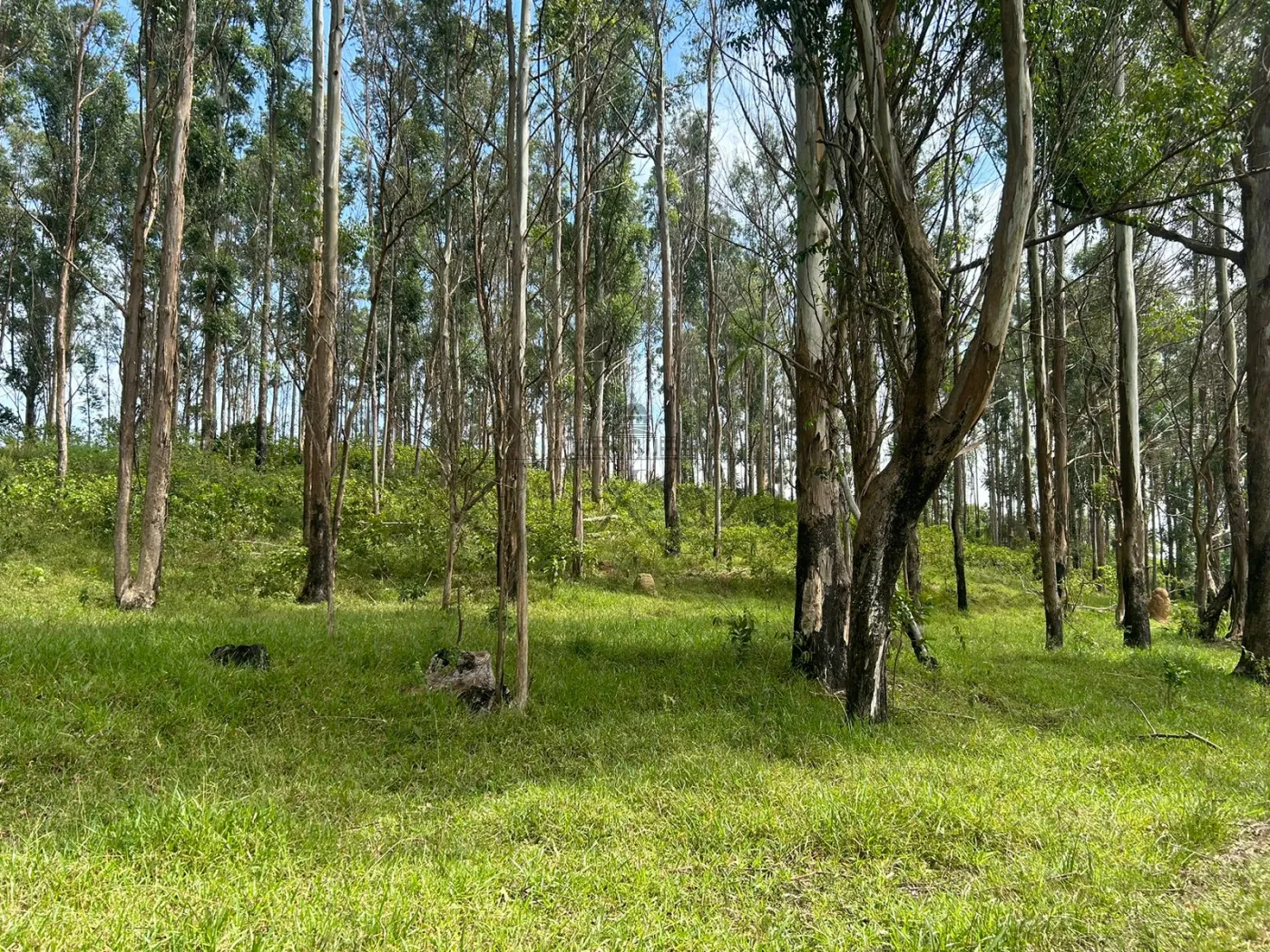 Foto 13 de Rural Fazenda em Bairro da Pernambucana, São José dos Campos - imagem 13