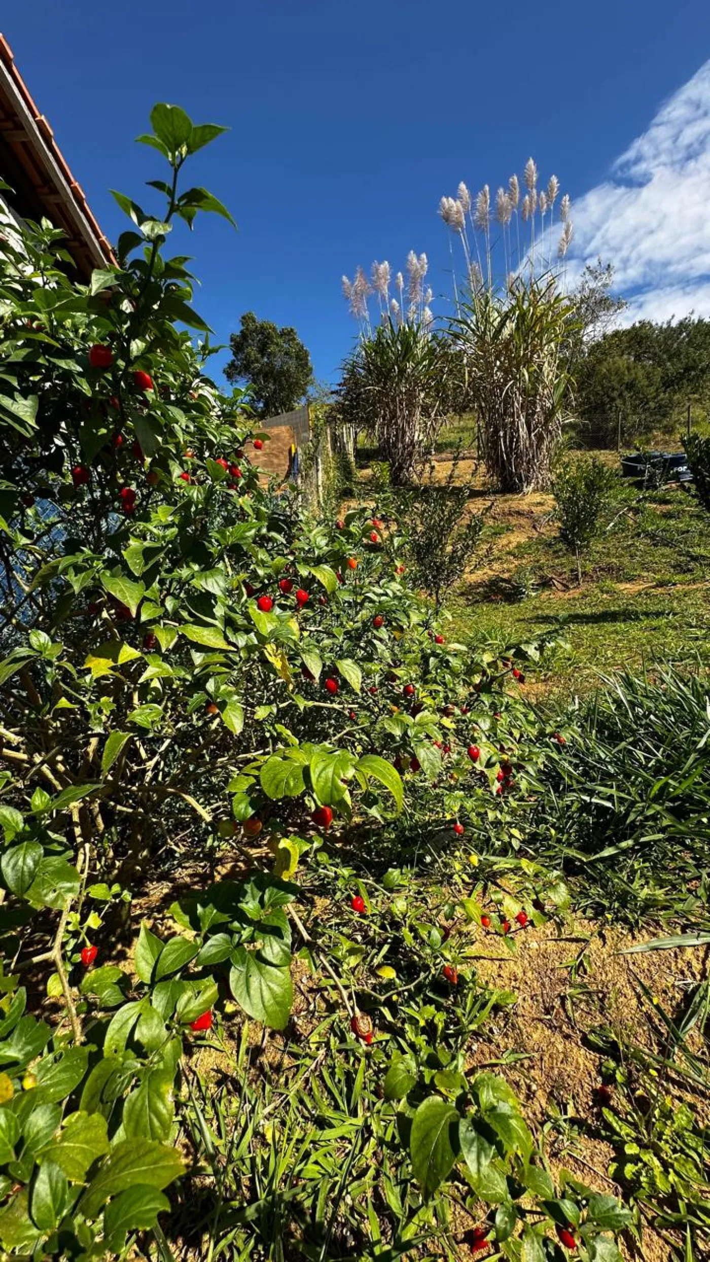 Foto 73 de Rural Chácara em Bairro do São João, São José dos Campos - imagem 73